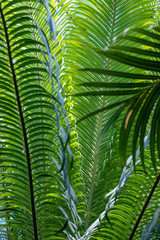Fototapeta na wymiar Vertically lush green leaves of cycas revoluta, texture and background
