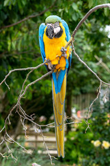 Blue and Yellow Macaw Perched in a Tree