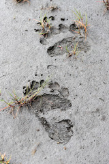 Brown Bear Track