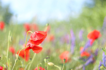 Naklejka premium Poppy Wildflower Fields