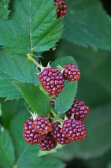 On the branch ripen the berries Rubus fruticosus