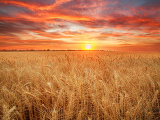 Wheat field ripe grains and stems wheat on background dramatic sunset, season agricultures grain...