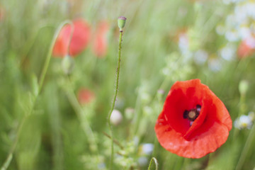 Poppy Wildflower Fields