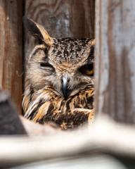 Close Up Head Portrait Eurasian Eagle Owl