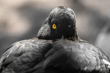 Close Up Tufted Duck Looking at Camera Through One Yellow Eye