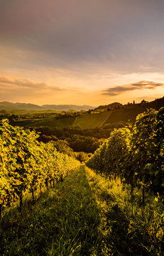 Wine country Vineyards in Austria, south Styria. Landscape sunset. Grape hills vertical photo