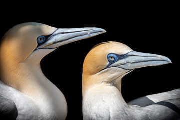 Pair of Adult Gannets Sitting Together in Courtship