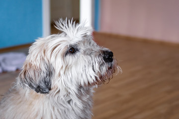 Portrait of South Russian Shepherd Dog at home on a background of living room.