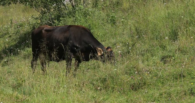 La mucca sta pascendo in un prato