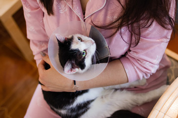 Black-white cat with plastic medical collar in embraces of its owner, top view.