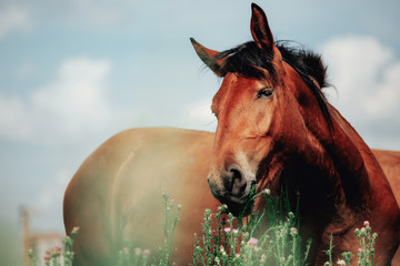 Beautiful red horse grazing in a meadow