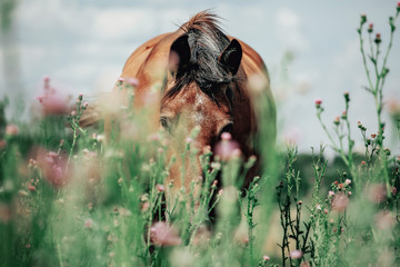 Beautiful red horse grazing in a meadow
