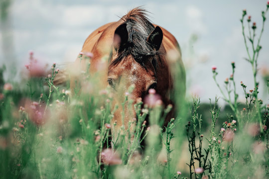 Beautiful Red Horse Grazing In A Meadow