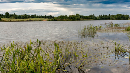 river with aquatic vegetation, the shore of the reservoir is overgrown with grass, summer cloudy evening