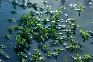 water drops on a leaf