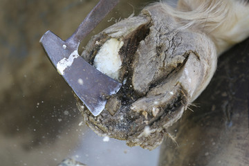Closeup photo of hooves of a saddle horse on animal farm at rural animal farm