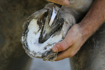 Closeup photo of hooves of a saddle horse on animal farm at rural animal farm