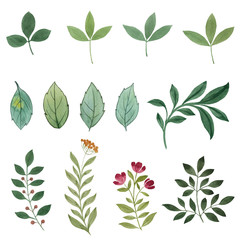 Set watercolor elements - herbs, leaf. Can be used for print (home decor, posters, cards) and web (banners, blogs, advertisement)