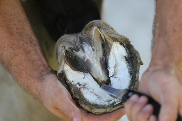 Closeup photo of hooves of a saddle horse on animal farm at rural animal farm