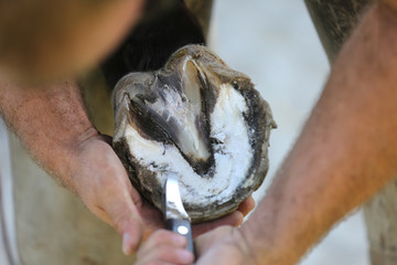 Closeup photo of hooves of a saddle horse on animal farm at rural animal farm