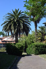 Fototapeta na wymiar Jardines con palmera en verano.