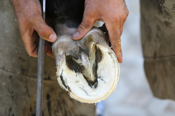 Closeup photo of hooves of a saddle horse on animal farm at rural animal farm