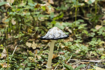 Ink mushroom (Coprinus comatus), shaggy ink cap, poisonous mushrooms in the autumn forest, selective focus