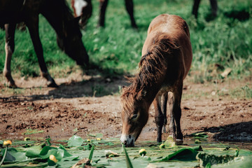 Fototapeta premium brown horse eating grass and drinking water