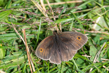 Obraz premium Meadow Brown Butterfly Resting on the Ground