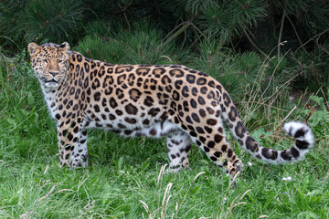 Majestic Amur Leopard Walking in Grass