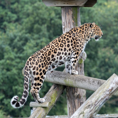 Majestic Amur Leopard Climbing a Wood Frame