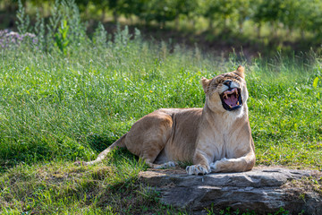 Female lion Showing its Massive Teeth