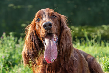 Beautiful portrait of red dog Russian Greyhound Borzoi with open mouth and big pink tongue on green grass in a park in summer