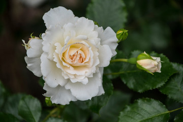 White rose flower closeup. Shallow depth of field, blurred background