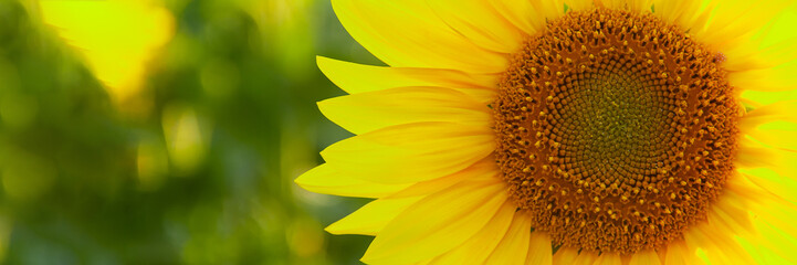 Sunflower natural background. Sunflower blooming. Close-up of sunflower.