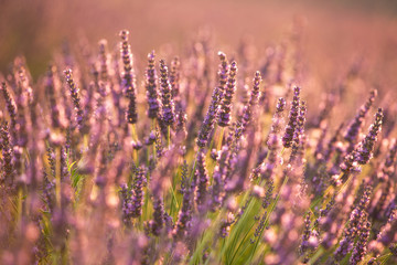 lavender field in the morning sun