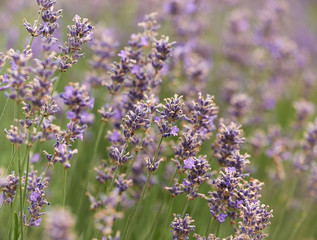 Selective focus on lavender flower. Plant background. Close up. 