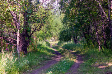 Dirt road in the forest summer landscape.