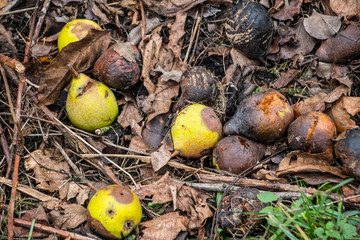 Many partially and fully rotten yellow pears fallen from near tree on ground and left to rot surrounded with dry grass and small rocks in local garden at sunset