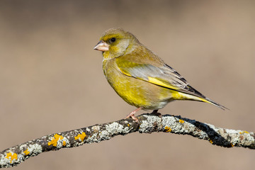Bird - Greenfinch (Chloris chloris) is a small songbird of the family Fringillidae and order of the Passeriformes.
