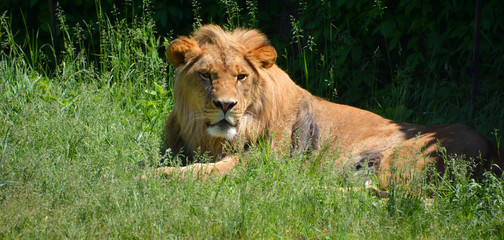 Lion is one of the four big cats in the genus Panthera, and a member of the family Felidae. With...