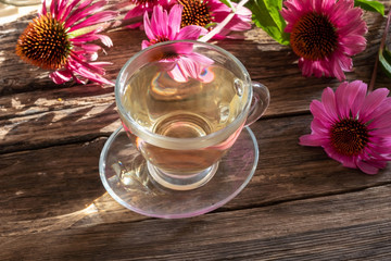 A cup of herbal tea with echinacea flowers