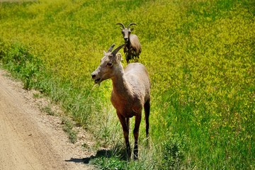 Badlands National Park, South Dakota