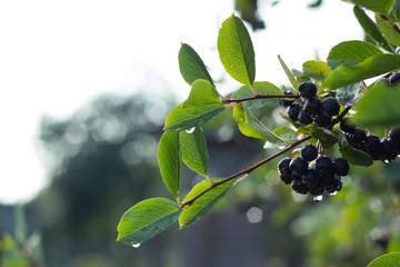 branch of tree with fruits and leaves on white background