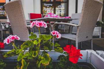 flowers on a bright sunny day