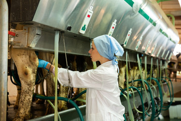 Milkmaid milking cows