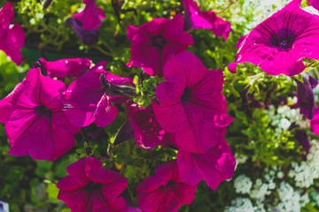 flowers on a bright sunny day