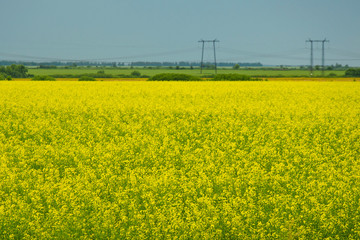  yellow field, electric poles, horizon