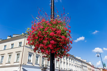 flowers on a bright sunny day