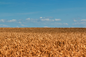 feld mit horizont